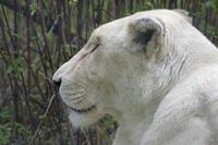 Cjp_2011_08_03_084235 (2).jpg